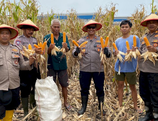 Wujudkan Ketahanan Pangan, Polsek Balongbendo Panen Jagung di Desa Wonokupang